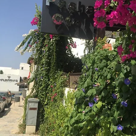 Pasha B&B 2*